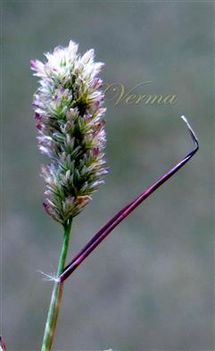  Inflorescence